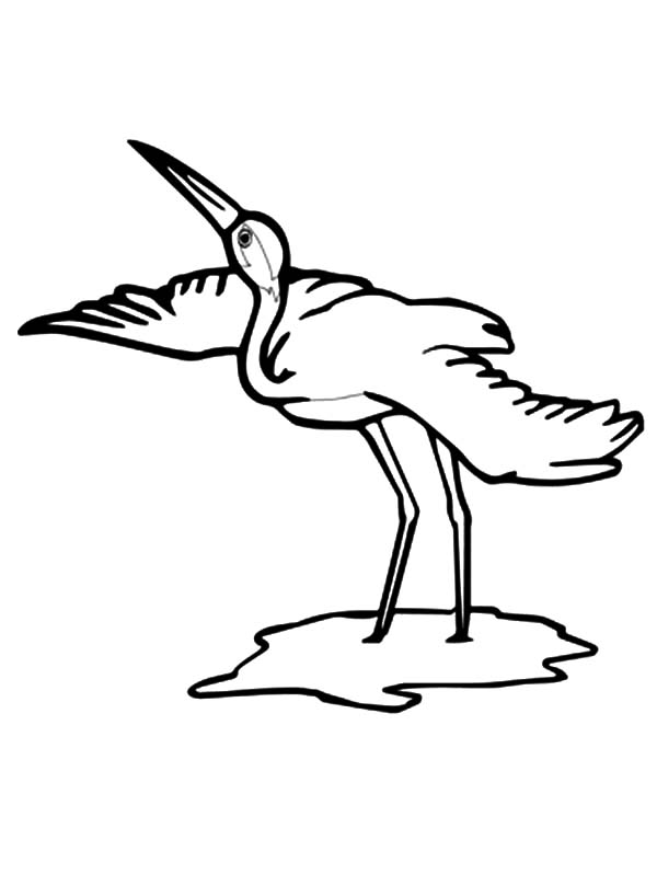 600x799 Whooping Crane Coloring Pictures Download Free Coloring
