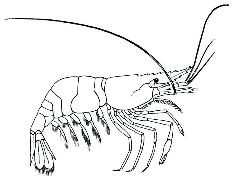 750x574 Crawfish Coloring Page Coloring Page Shrimp Crawfish Boil Coloring