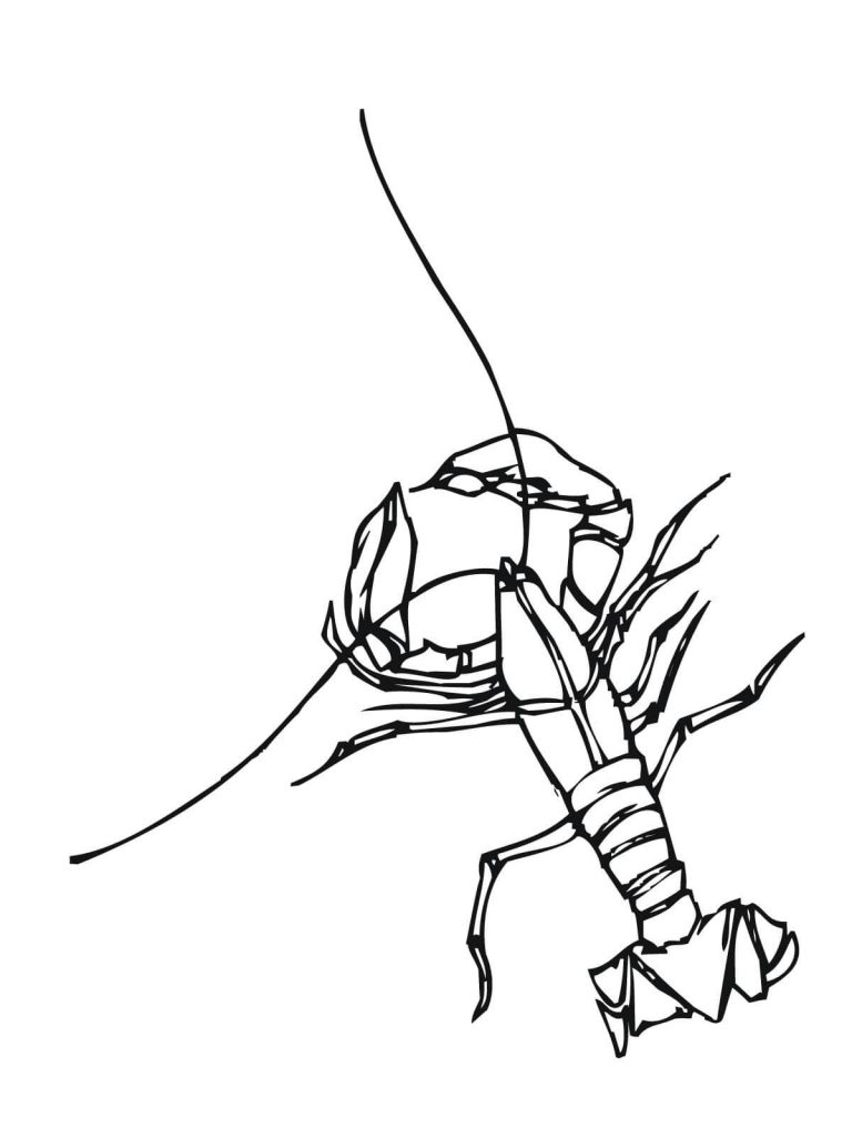 768x1024 Crawfish Freshwater Crustacean Coloring Books
