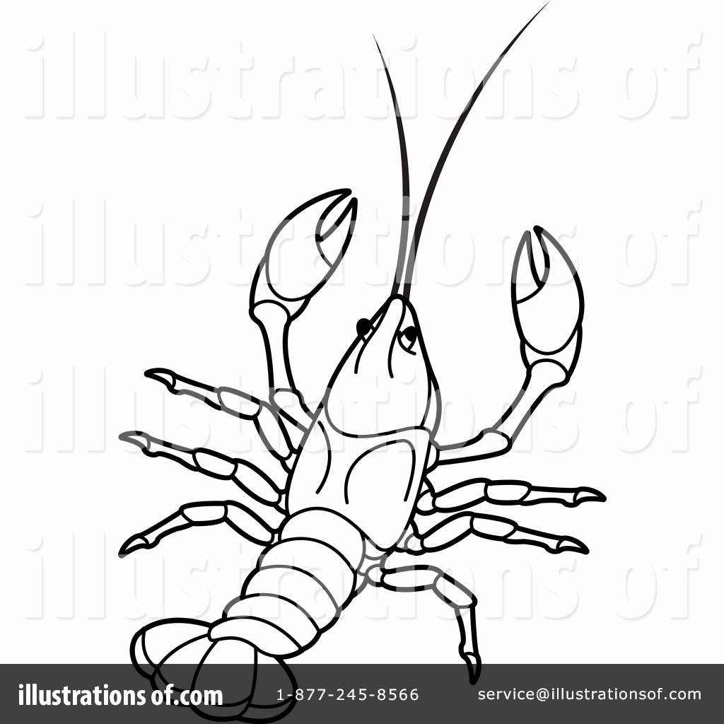 1024x1024 Crayfish Coloring Page Stock Crawfish Boil Coloring Page Free