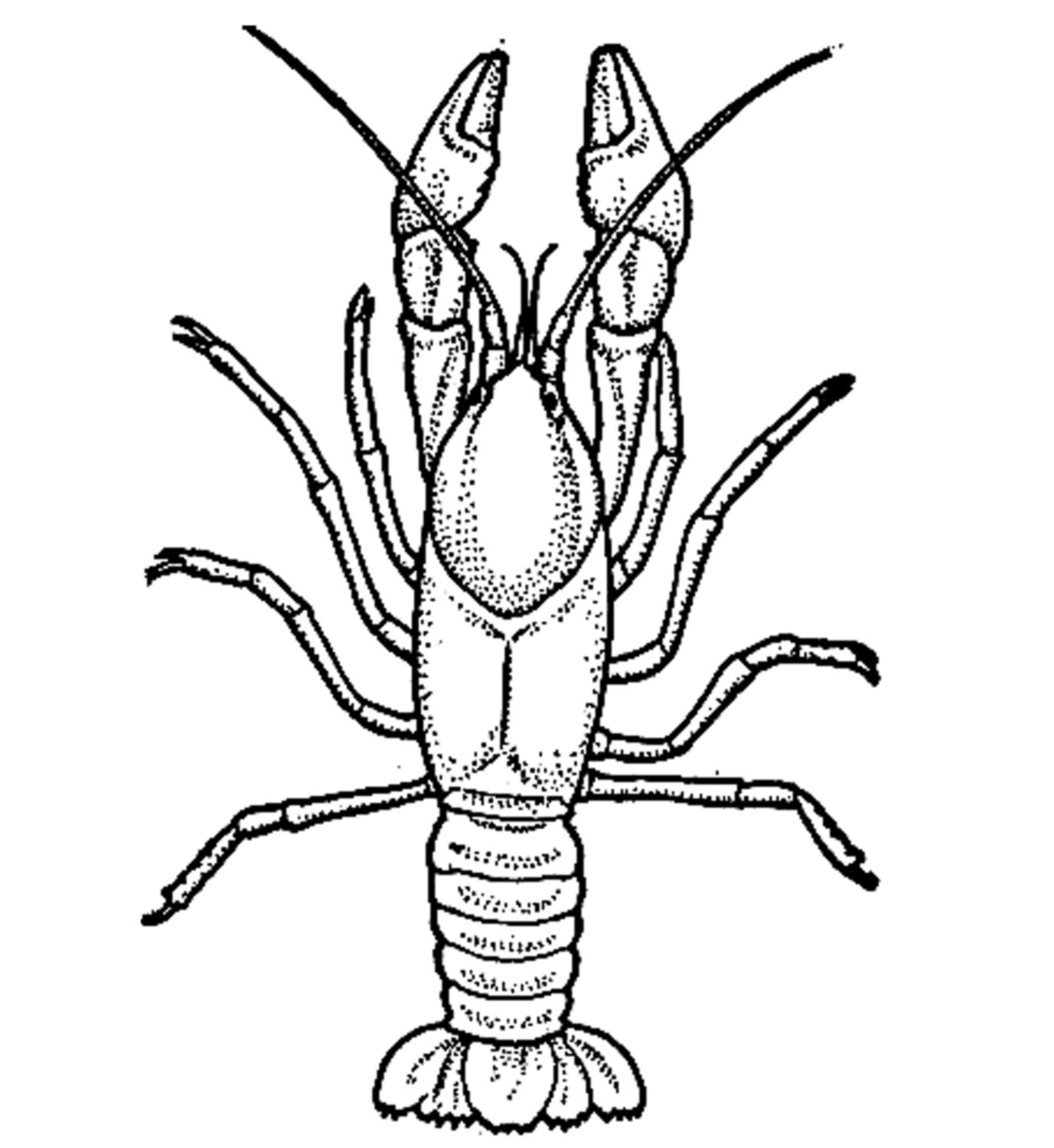 1377x1500 Crawfish Authentic.jpg Art C!ass Projects