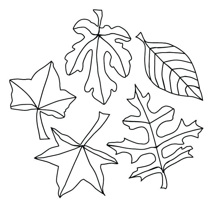 720x699 Autumn Leaves Coloring Pages Free Autumn Leaves Coloring Pages