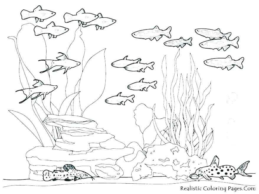 878x659 Sea Creatures Coloring Pages Octopus Octopus Coloring Page