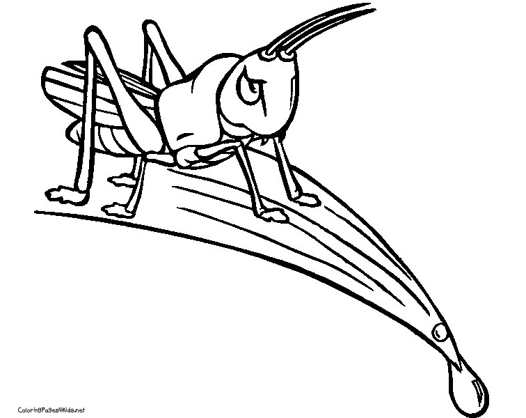 756x600 Cricket Coloring Page