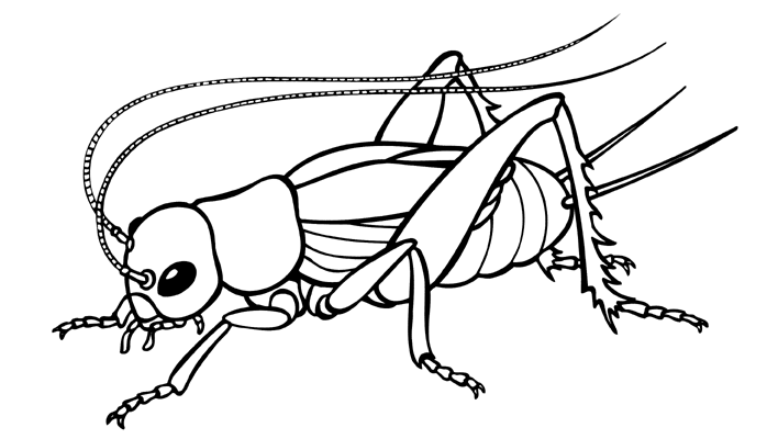 698x400 Cricket Coloring Pages Cricket In Times Square Coloring Pages