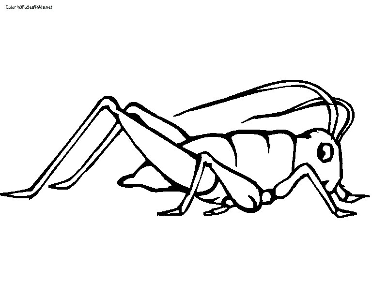 768x612 Cricket Insect Coloring Page