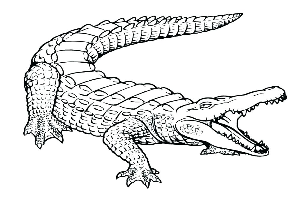 1024x744 Crocodile Coloring Page Crocodile Coloring Pages For Kids Baby