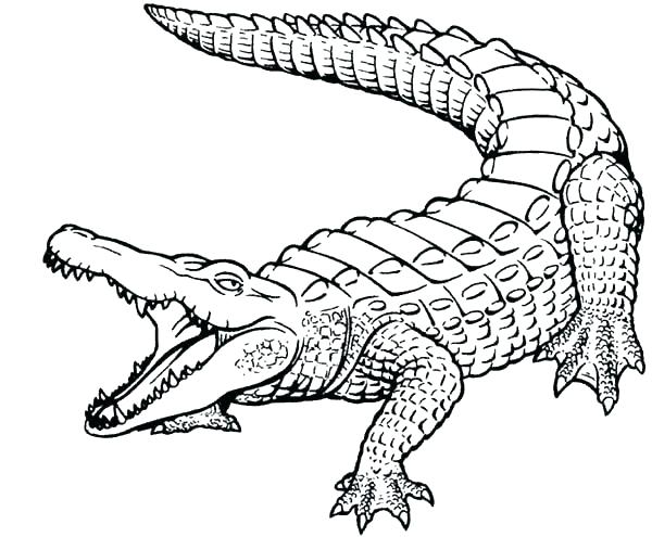 600x495 Crocodile Coloring Pages Crocodile Coloring Pages Related Post