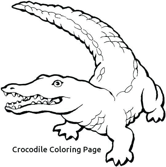 540x544 Crocodile Coloring Pages