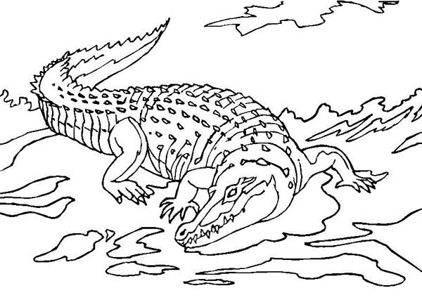 600x427 Crocodile