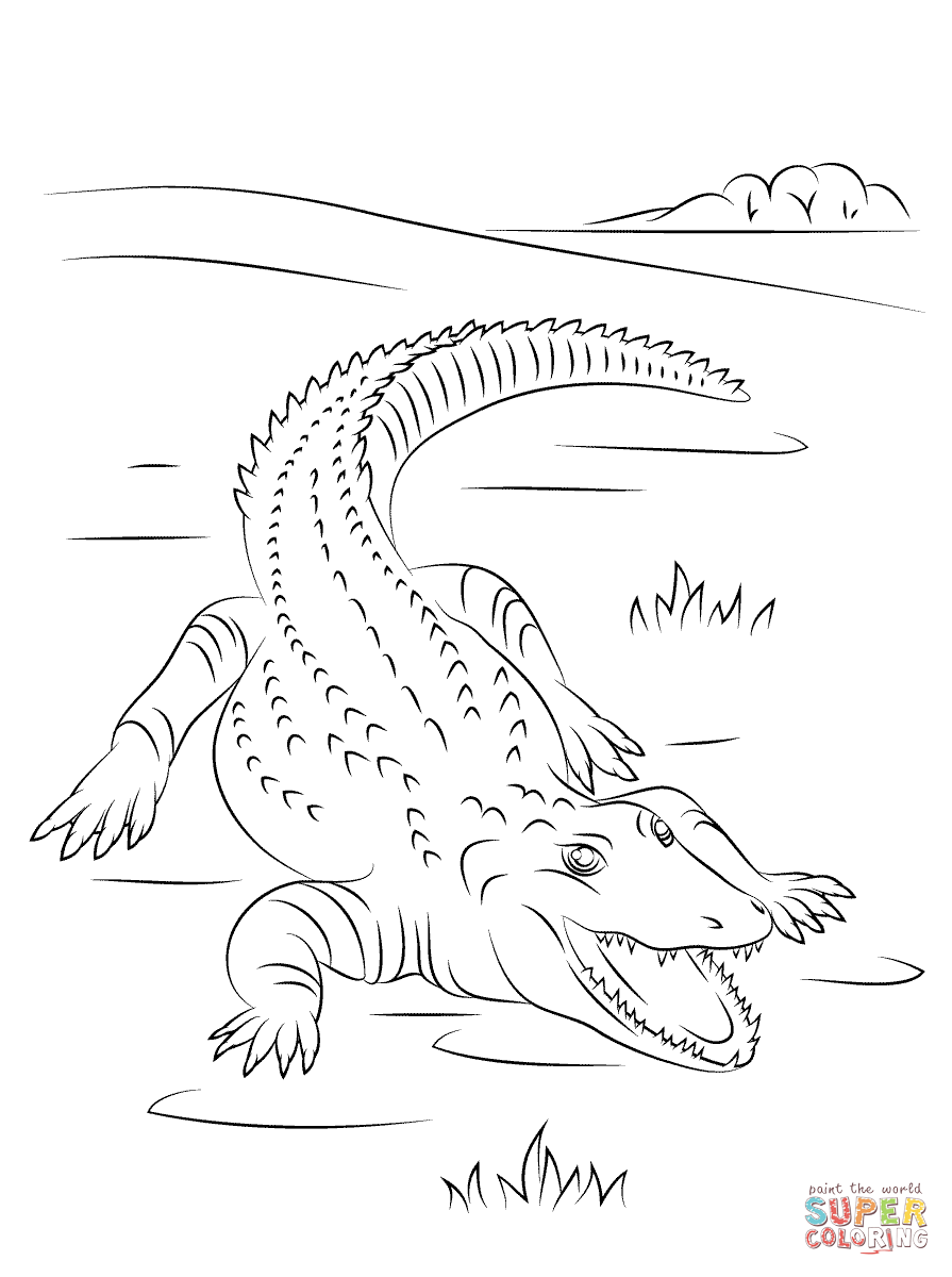 895x1200 Crocodile Coloring Pages 3