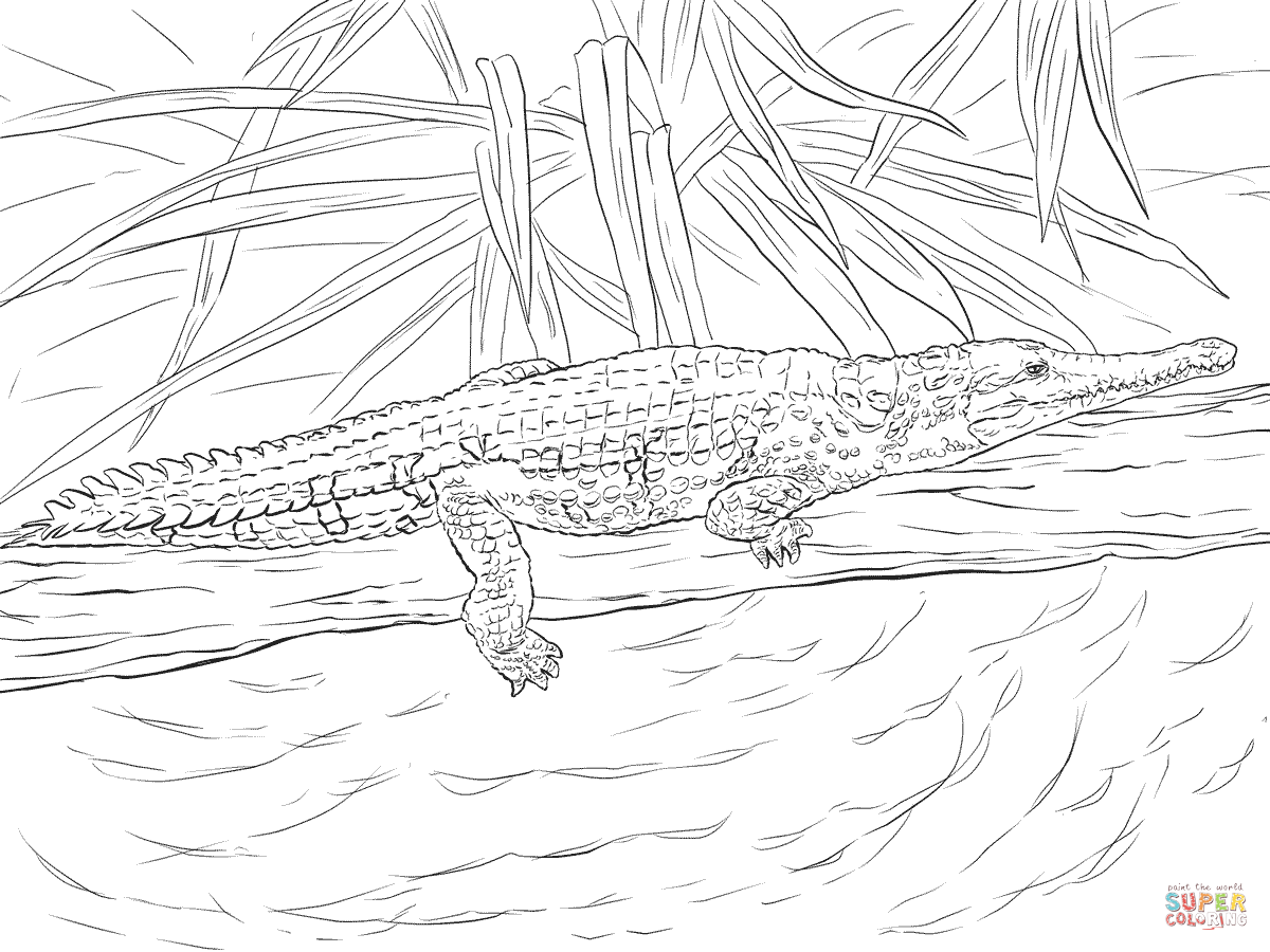 1200x900 Top 76 Crocodile Coloring Pages