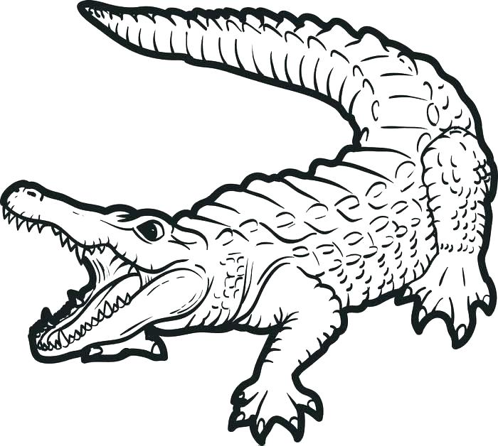 700x628 Baby Crocodile Colouring Pages Coloring Sheet Cartoon Free