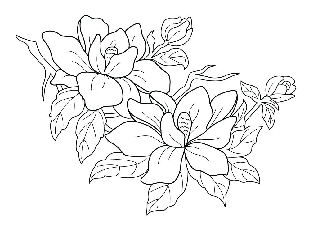 1025x731 Crocus Flower Coloring Page Pictures Of Spring Flowers To Color