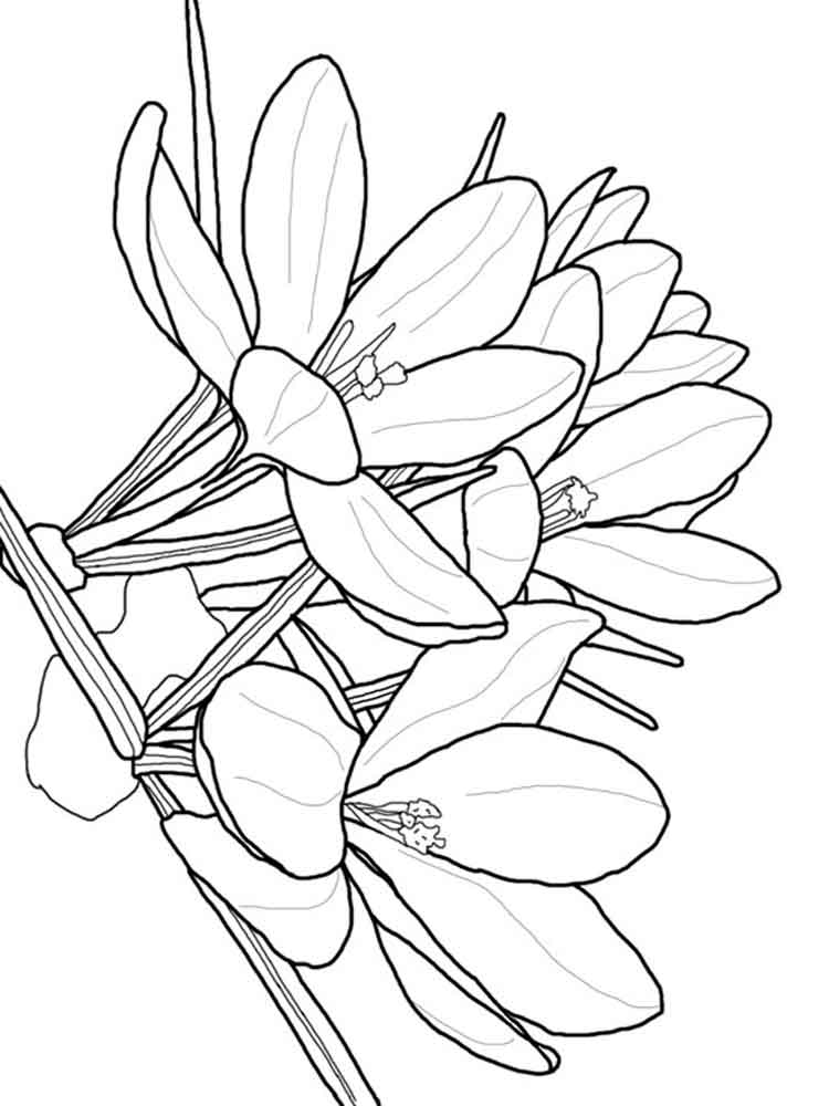 750x1000 Crocus Coloring Pages. Download And Print Crocus Coloring Pages