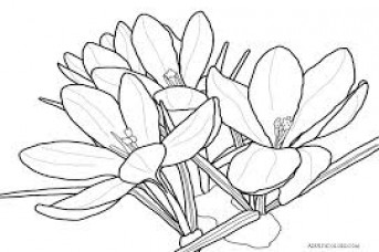 343x228 Images Of Spring Flowers Coloring Pages