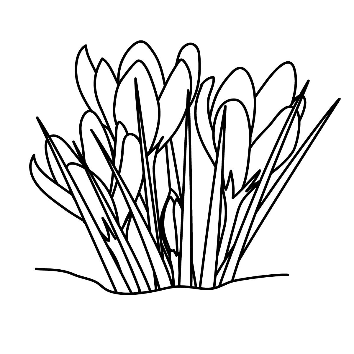 1200x1200 Incredible Best Printable Crocus Coloring For Kids Flower Page