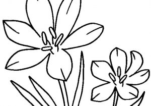 300x210 Prairie Crocus Flower Coloring Page Bell Rehwoldt Intended