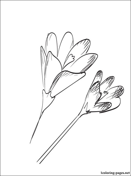 560x750 Saffron Coloring Pages