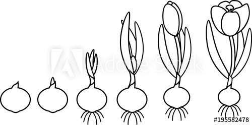 500x248 Coloring Page. Crocus Life Cycle. Stages Of Growth From Planting