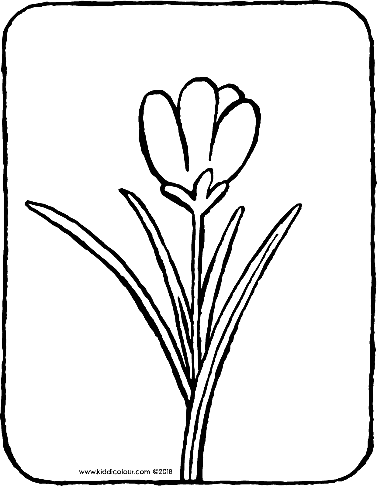 1240x1600 Crocus