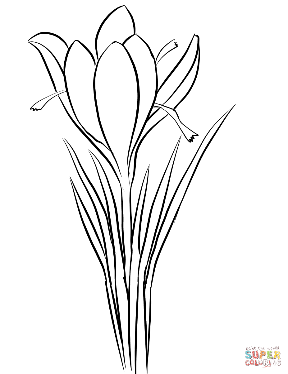 927x1200 Crocus Coloring Page Saffron Sativus Free Prin