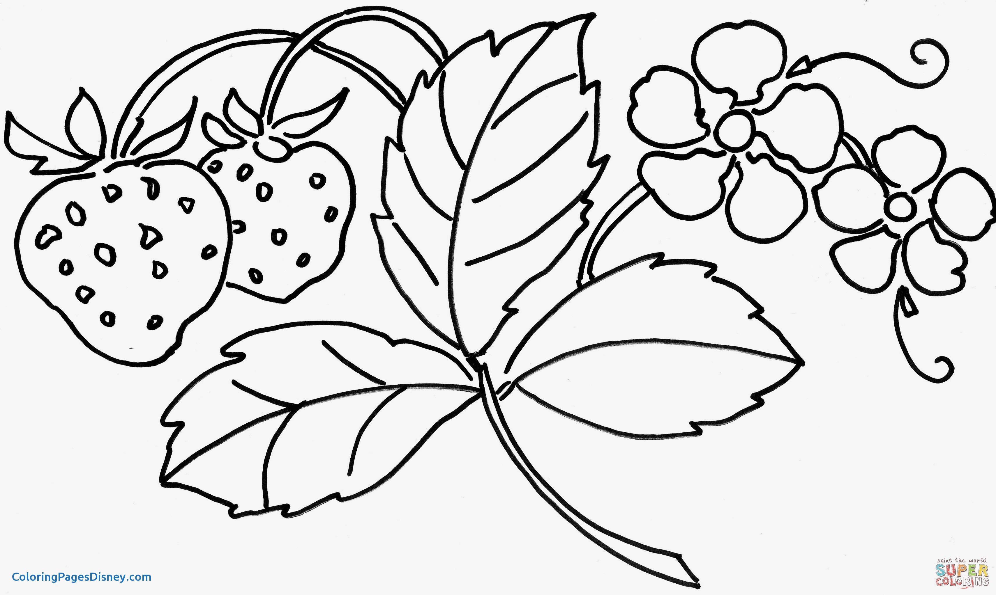 3420x2045 Crocus Coloring Pages Lovely 20 Fresh Free Flower Coloring Pages