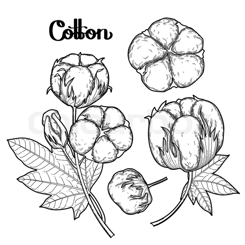800x800 Cotton Coloring Page
