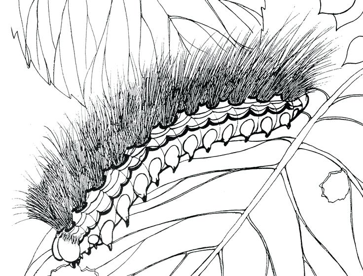 736x559 Breathtaking Cuban Flag Coloring Page Moth Coloring Page Cuban
