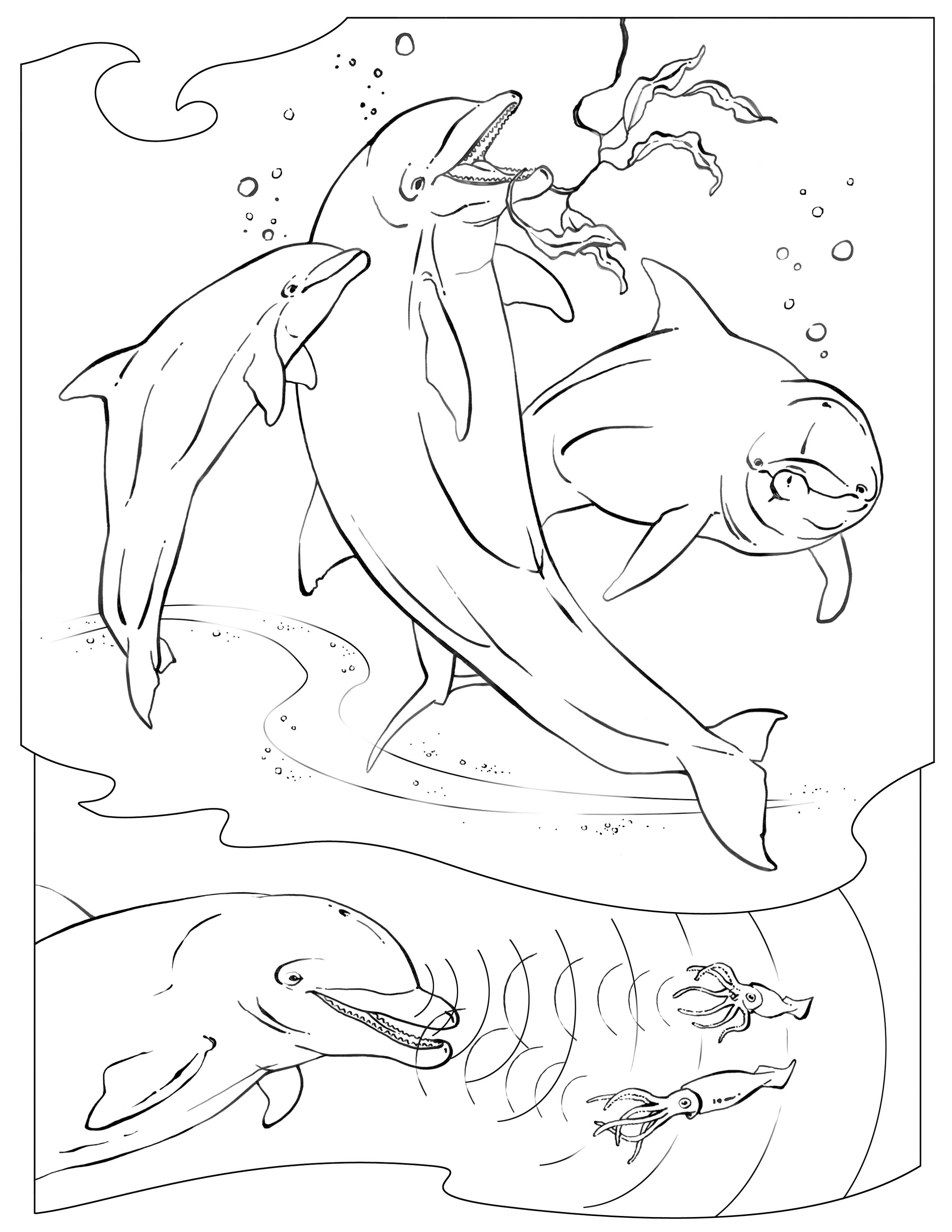 2550x3300 Coloring Pages Coral Reef Washington Centerville Public Library