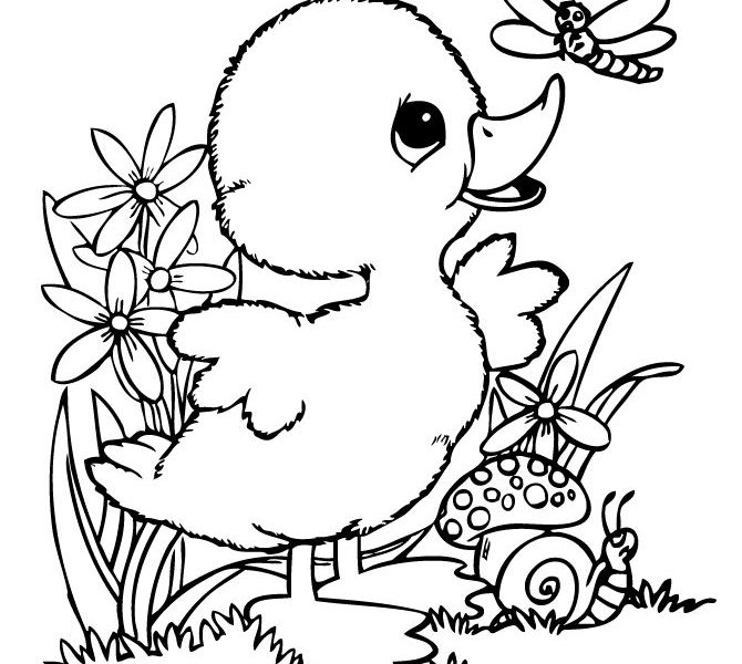 670x600 Coloring Book Pictures Of Ducks Duck Color Pages Donald Duck