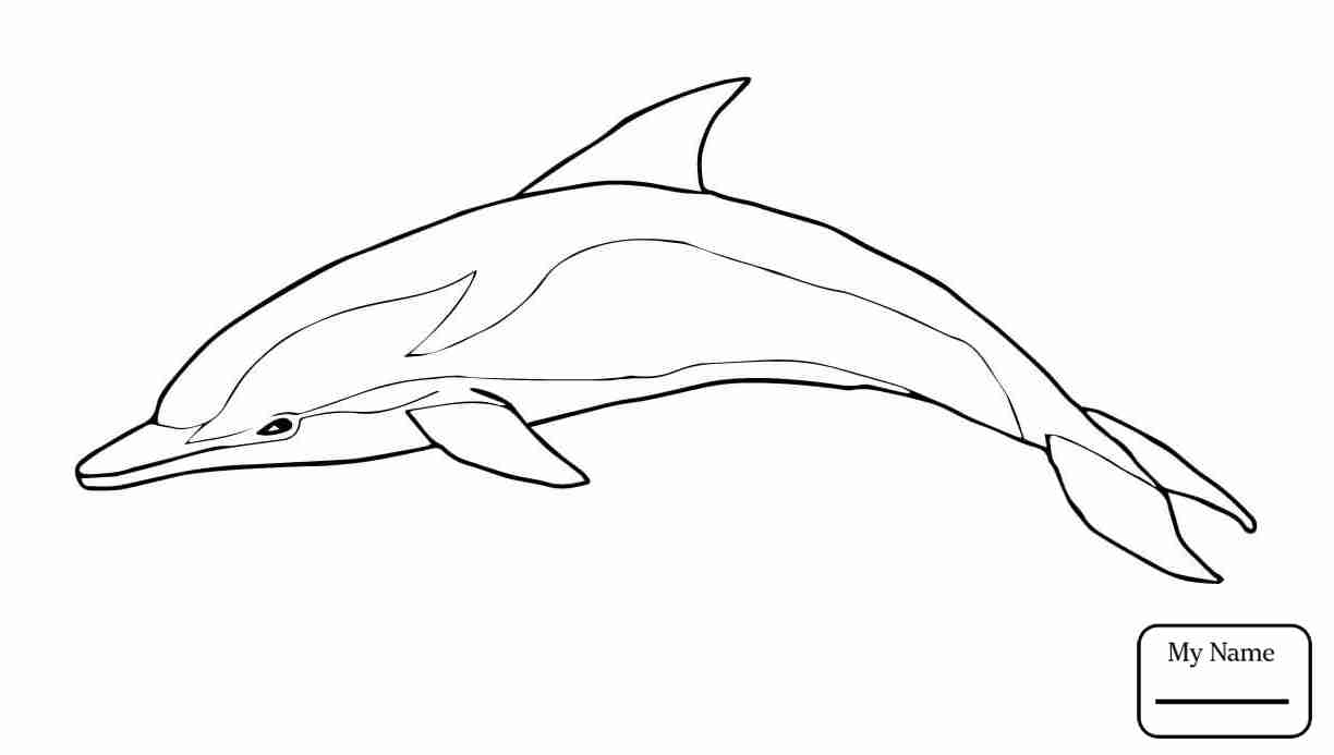 1224x693 Dolphin To Draw Print Color Cut And Paste Coloring Sheets