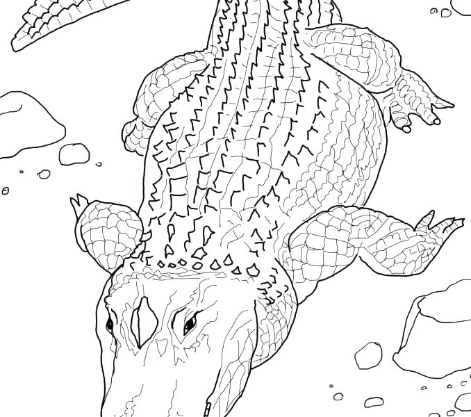 678x600 Realistic Coloring Pages Of Animals Realistic Coloring Pages