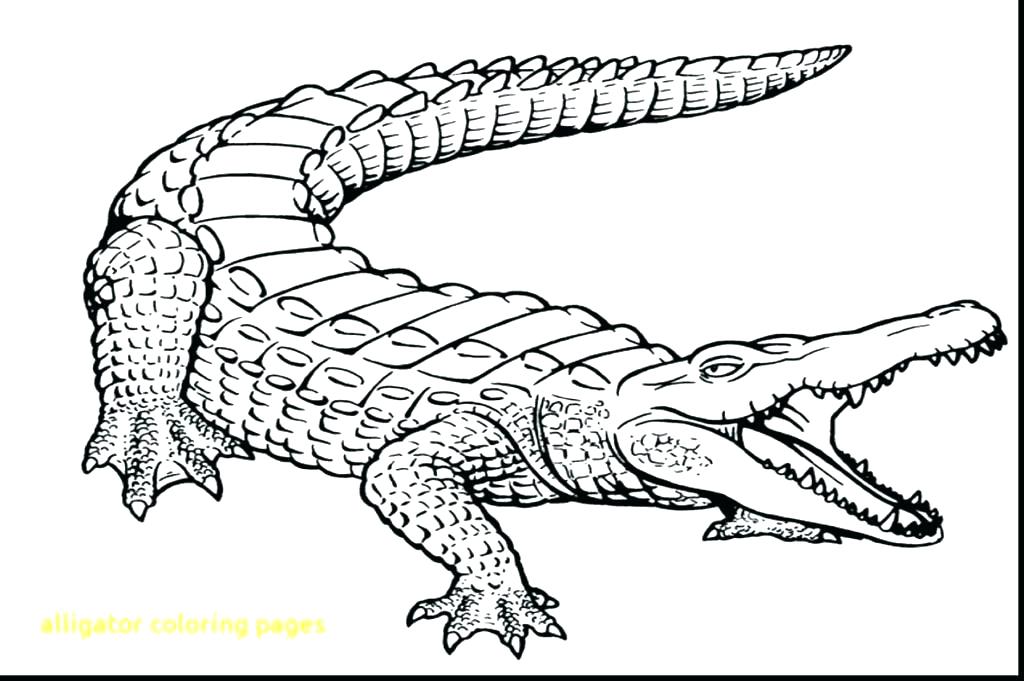 1024x681 Aligator Coloring Pages