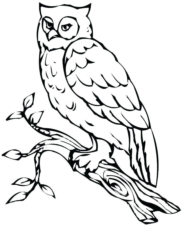 736x908 Alligator Coloring Pages For Kids Deepart