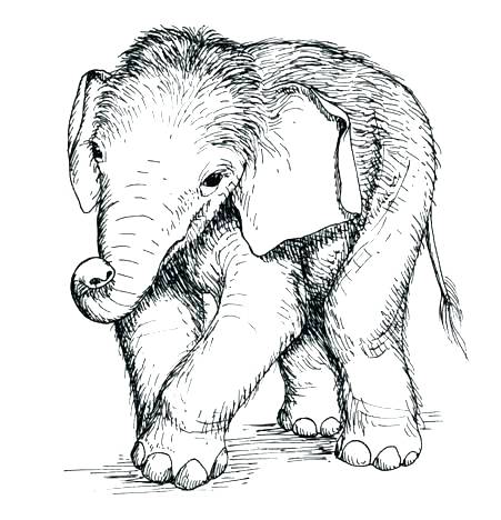 451x468 Baby Elephant Coloring Pages Cute Baby Elephant Coloring Pages