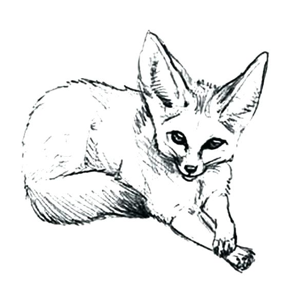 600x592 Fox Coloring Pictures