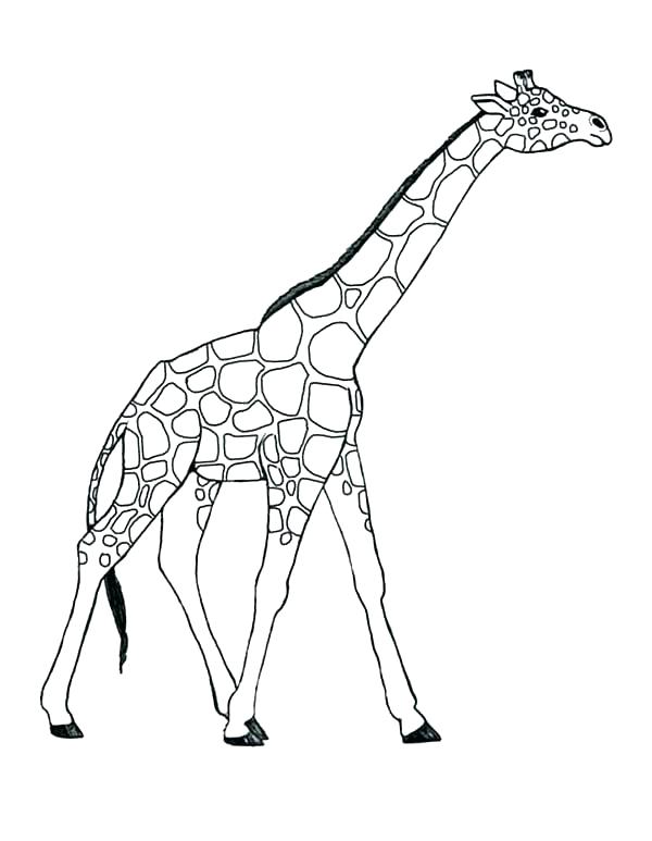 600x773 Giraffes Coloring Pages Baby Giraffe Coloring Pages Cute Giraffe