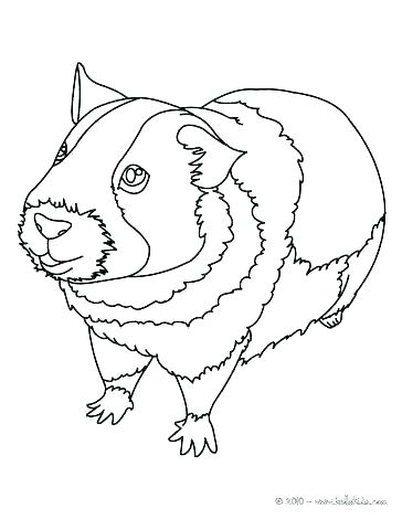 364x470 Baby Pig Coloring Pages Pig Cute Baby Guinea Pig Coloring Pages