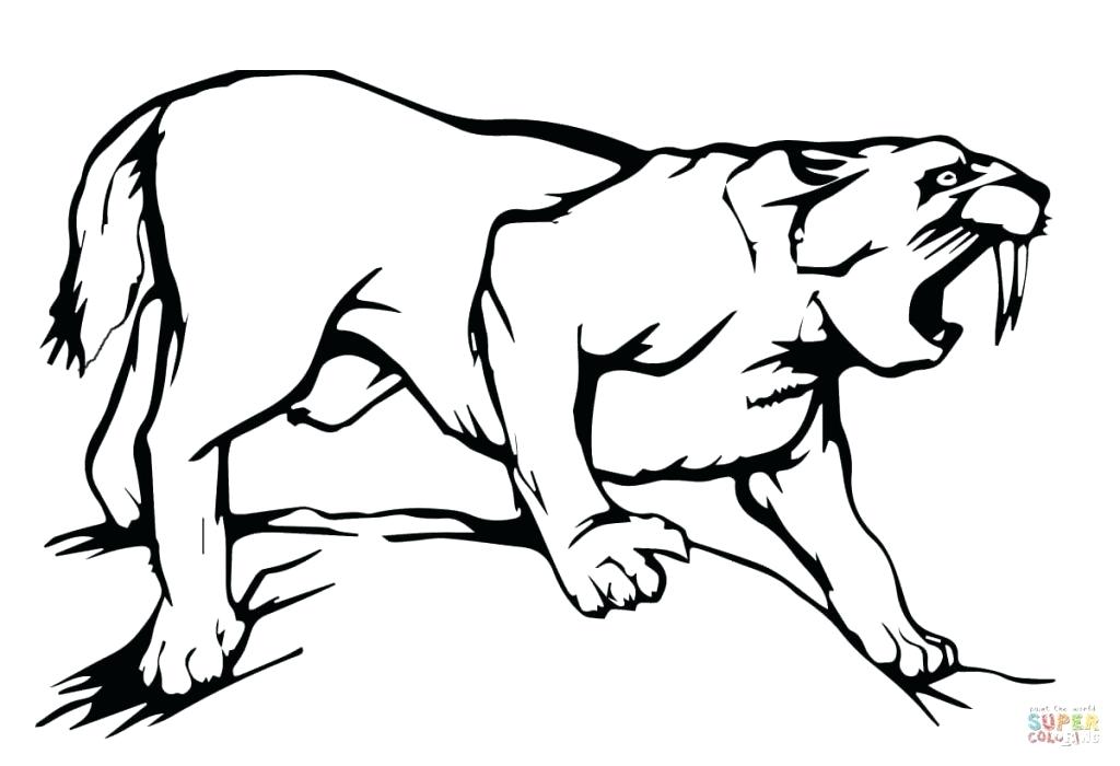 1024x700 Tiger Color Pages