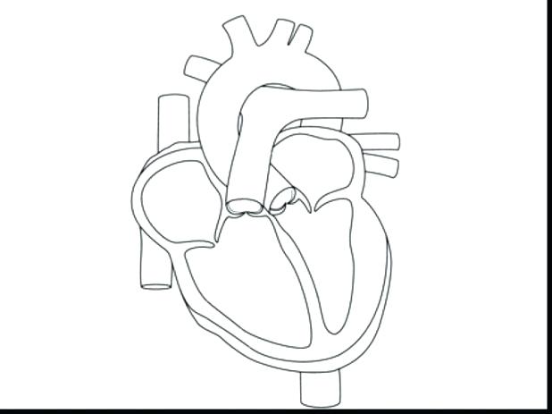 618x463 Human Heart Coloring Pages Coloring Page Of A Heart Human Heart