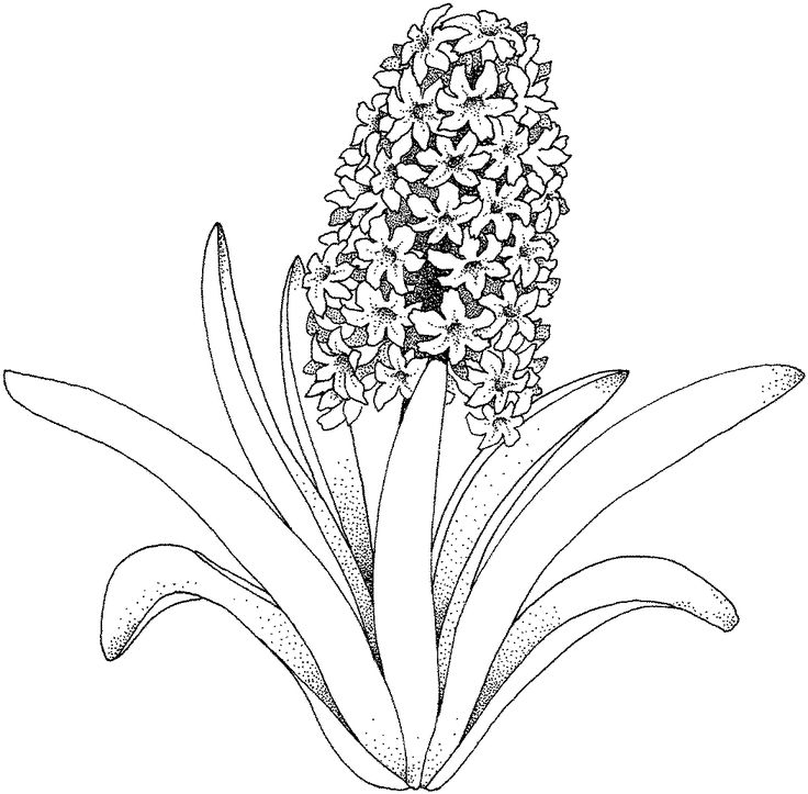 736x723 Adult Coloring Pages Flowers Good Adult Coloring Pages Flowers 44