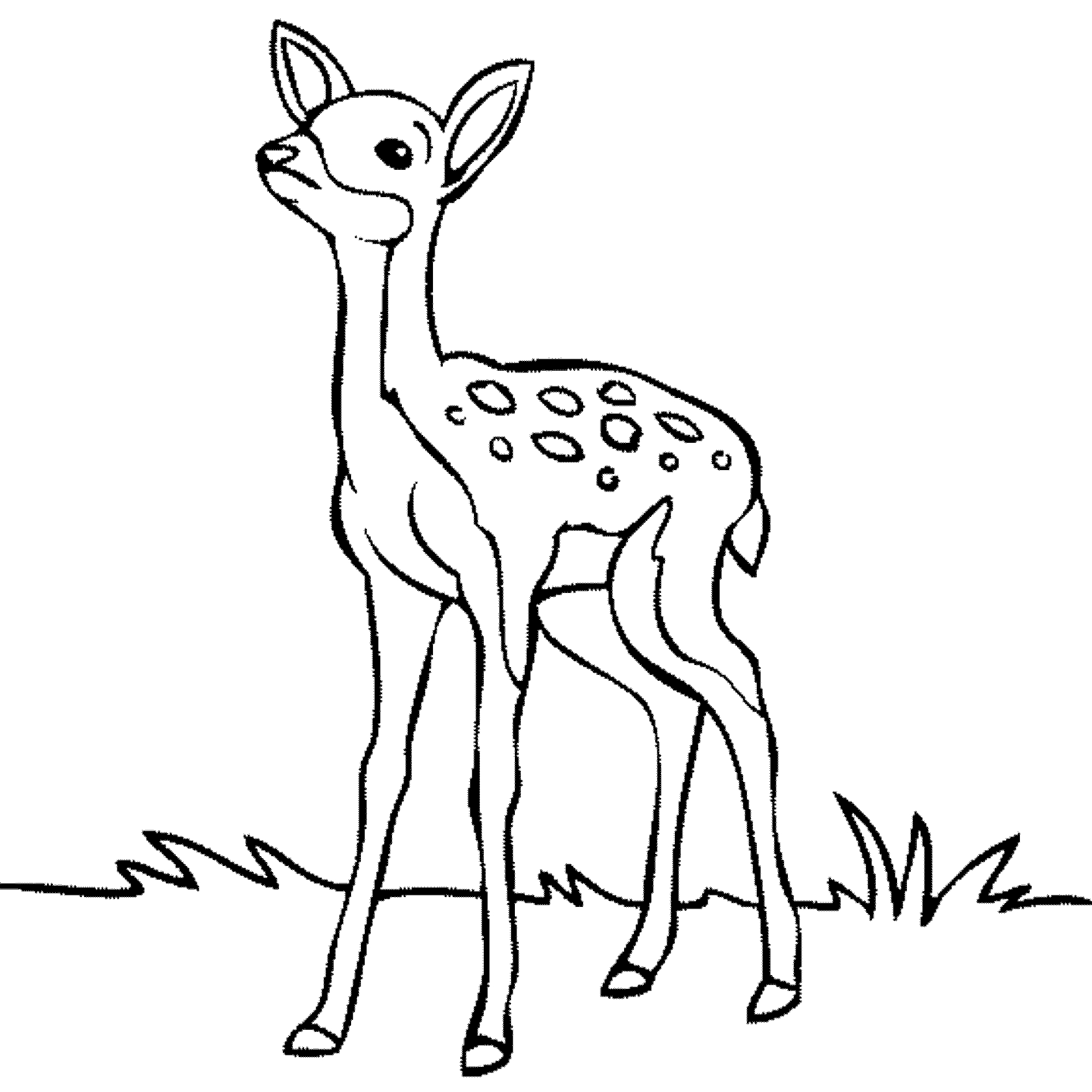 2000x2000 Cute Deer Coloring Pages To Print Coloring For Kids 2018