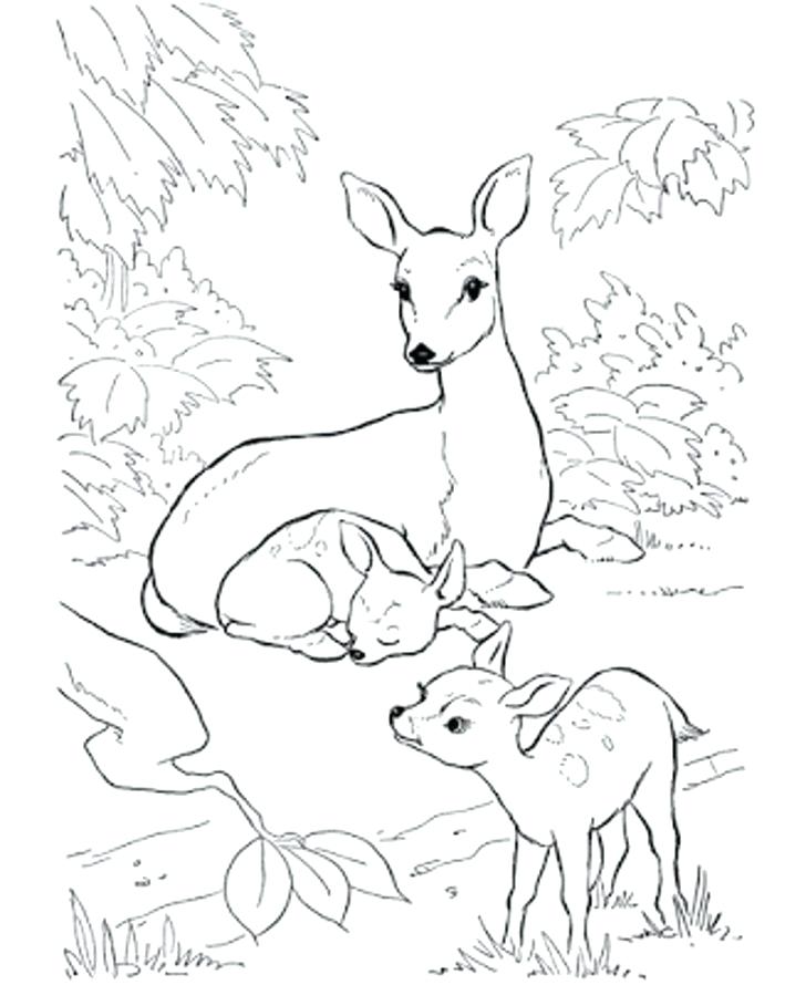 728x890 Deer Coloring Pages Download Coloring Pages Animals Little Cute