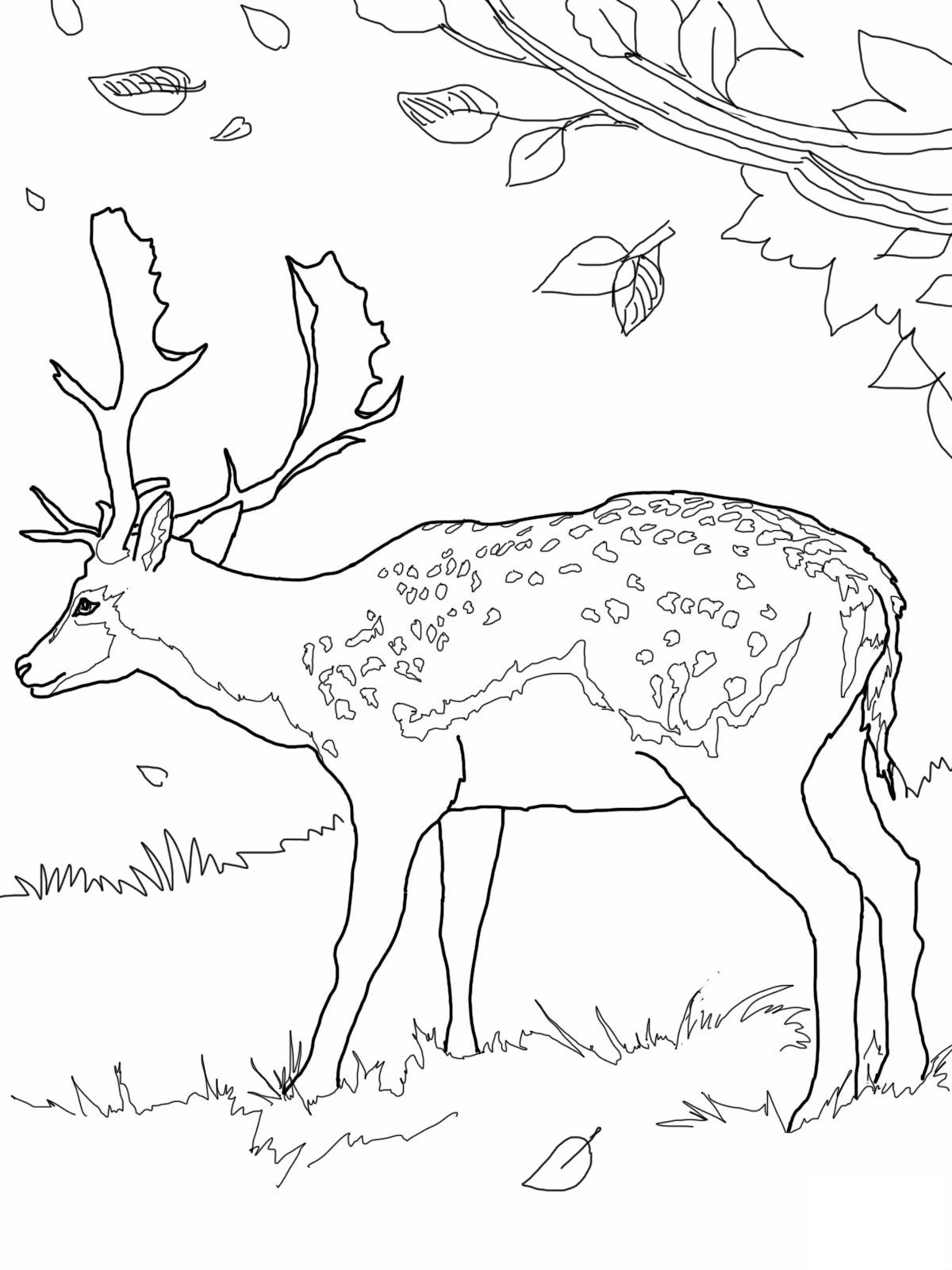 1200x1600 Free Printable Deer Coloring Pages For Kids Free Printable, Free