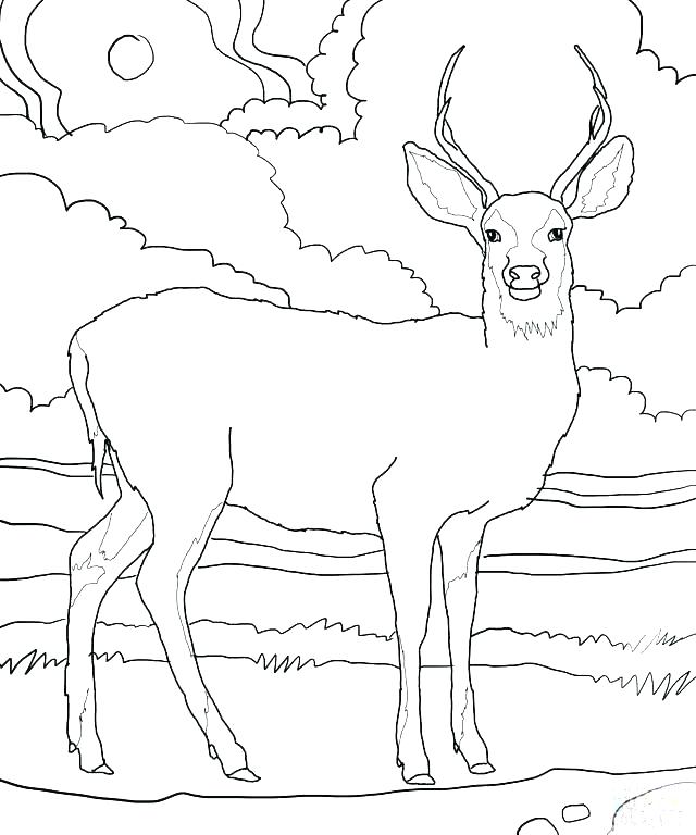 640x768 Baby Deer Coloring Pages Impair.co