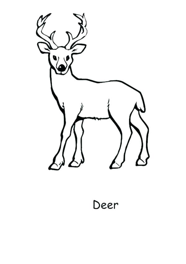 600x852 Baby Deer Coloring Pages Shippa.co