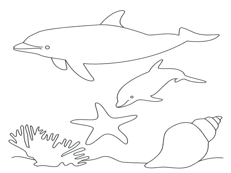 736x552 Cute Dolphin Coloring Pages