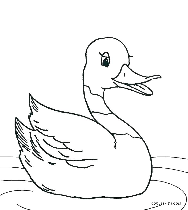 800x892 Baby Duck Coloring Page Pages Cute Baby Duck Coloring Page Pages