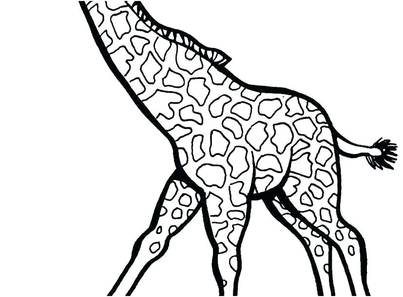 827x609 Giraffes Coloring Pages Cute Giraffe Cute Giraffe Coloring Page